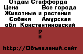 Отдам Стаффорда › Цена ­ 2 000 - Все города Животные и растения » Собаки   . Амурская обл.,Константиновский р-н